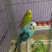 مرغ عشق مولد تضمینی و جوجه مرغ عشق|پرنده|کرج, گلدشت|دیوار