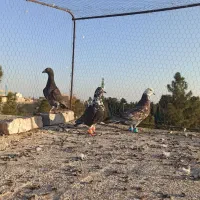 کشکیله|پرنده|سبزوار, فرهنگیان|دیوار