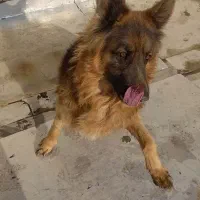 سگ ژرمن|سگ|اراک, |دیوار