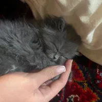 گربه|گربه|میانه, |دیوار