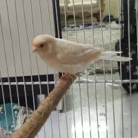 قناری پرتقالی|پرنده|مشهد, هفده شهریور|دیوار