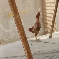 خروس دشتیاری