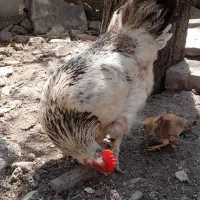 مرغ گلپایگان