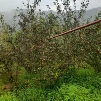 فروش میوه