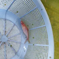 پنگوسی البینو