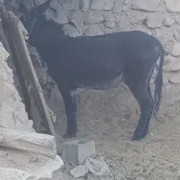 فروشدوعددالاغنر