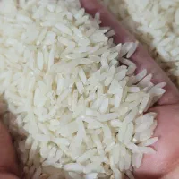 برنج کشت دوم|خوردنی و آشامیدنی|آمل, |دیوار