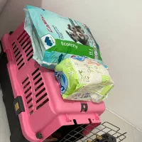 شیتزو|سگ|ابهر, |دیوار