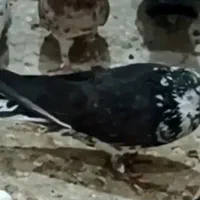 کفتر تهرانی|پرنده|کرج, حصارک پایین|دیوار