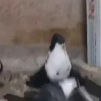 کبوتر کفتر