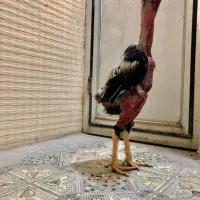 مرغ و خروس لاری ترک اصیل|حیوانات مزرعه|خاش, |دیوار