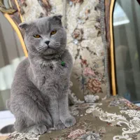 گربه اسکاتیش