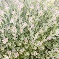 آویشن کوهی تازه