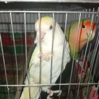 طوطی برزیلی|پرنده|ایذه, |دیوار