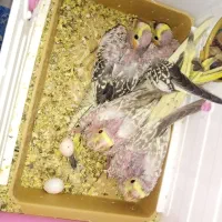 پرنده عروس هلندی بچه