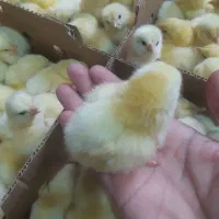 محصولی جدیدبازده ای کوتاه۳۸روزه جوجه گوشتی