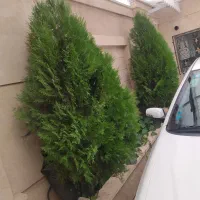کاج تزئینی کریسمس 5ساله