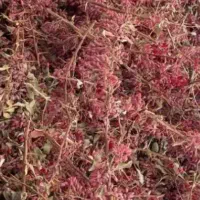 فروشنده زرشک در خراسان جنوبی