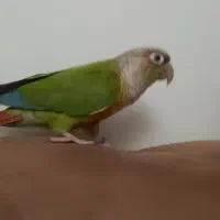گمشده گرینچیک