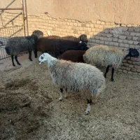 میش بره دار