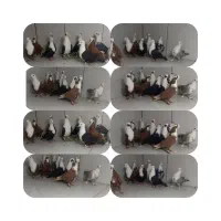 دسته ۱۰تایی کله سفید