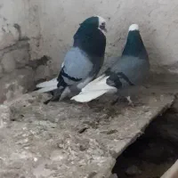 کبوترشازده|پرنده|میاندوآب, |دیوار