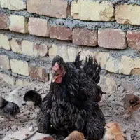 مرغ خروس گلین لری مرغ کرچ باجوجه‌تخم