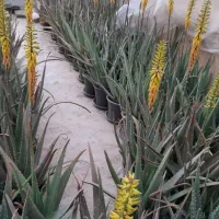 آلوورا با پاجوش