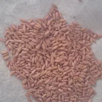 گندم بذری درجه یک