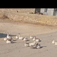 چند عدد به فرست می رسد