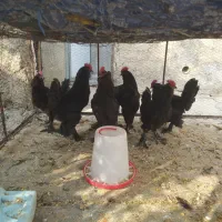 فروش جوجه خروس مرندی|حیوانات مزرعه|کوهنجان, |دیوار