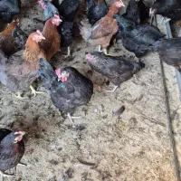 فروش تعداد ۱۰۰ قطعه مرغ ۱۱ ماهه گلپایگانی|حیوانات مزرعه|قنوات, |دیوار
