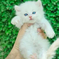 بهترین پرشین ایران در اصفهان