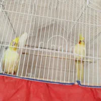 دو جفت عروس پاریس نرو ماده کاملن سالم