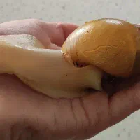 حلزون|خزنده|تهران, نازی‌آباد|دیوار