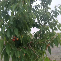 فروش باغ ۷۰۰ متری گنبدواز