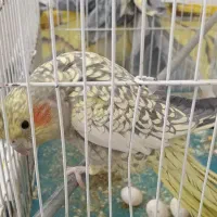 عروس هلندی|پرنده|سبزوار, جوادیه غربی|دیوار