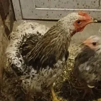 مرغ رسمی