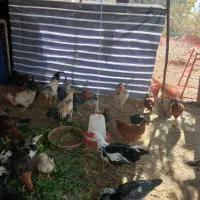 خروس محلی اصیل مرغ لاری نژاد افغان|حیوانات مزرعه|محمدشهر, محمدشهر|دیوار