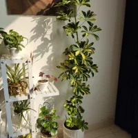 شفلرای ابلق با گلدان سرامیک|گل و گیاه طبیعی|ارومیه, |دیوار