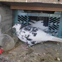 کفتر یال ماده