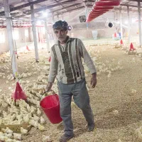 مرغداری-20هزارتایی-اجاره-700-میلیون