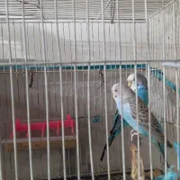 مرغ عشق|پرنده|تاکستان, |دیوار