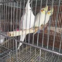 فروش عروس هلندی|پرنده|برازجان, |دیوار