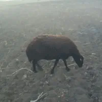 گوسفند گوشتیس|حیوانات مزرعه|سراب, |دیوار