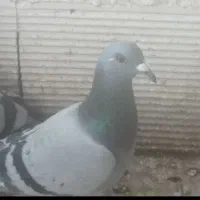 کبوتر مسافتی مقام دار