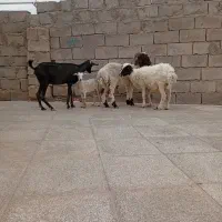 غوچ بزرگ با میش جمله زا اوست بز  زایده با کره نر