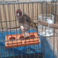 سهره نر مست