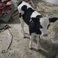 فروش گوساله شیری