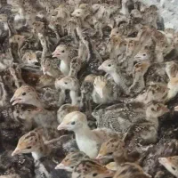 جوجه مرغ/اردک/ بوقلمون|حیوانات مزرعه|کازرون, |دیوار